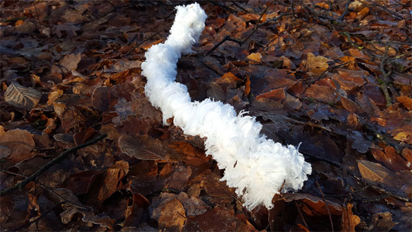 ijshaar - een zeldzaam natuurverschijnsel. Bevroren waterstraaltjes uitgescheiden en naar buiten geperst door schimmels in dood hout.